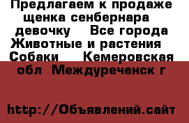 Предлагаем к продаже щенка сенбернара - девочку. - Все города Животные и растения » Собаки   . Кемеровская обл.,Междуреченск г.